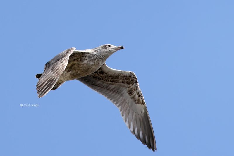 BR8A7295-Zilvermeeuw-Herring-Gull-Silbermowe-Goeland-argente-Gaviota-argentea_1