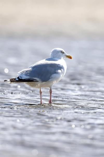 BR8A7360-Zilvermeeuw-Herring-Gull-Silbermowe-Goeland-argente-Gaviota-argentea_1