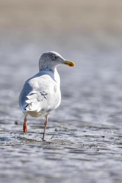 BR8A7361-Zilvermeeuw-Herring-Gull-Silbermowe-Goeland-argente-Gaviota-argentea_1