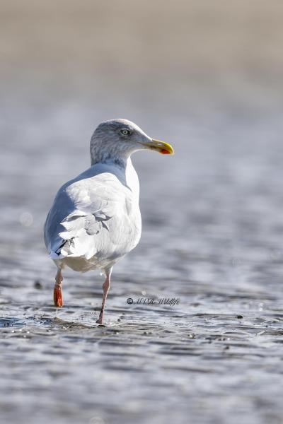 BR8A7361-Zilvermeeuw-Herring-Gull-Silbermowe-Goeland-argente-Gaviota-argentea_1