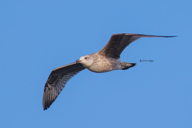 BR8A8703-Zilvermeeuw-Herring-Gull-Silbermowe-Goeland-argente-Gaviota-argentea_1
