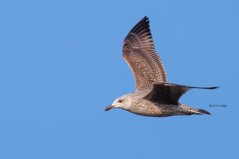 BR8A8712-Zilvermeeuw-Herring-Gull-Silbermowe-Goeland-argente-Gaviota-argentea_1