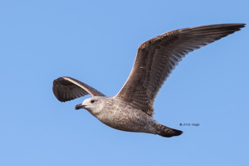 BR8A8713-Zilvermeeuw-Herring-Gull-Silbermowe-Goeland-argente-Gaviota-argentea_1