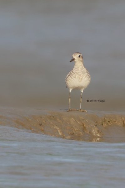 BR8A1489-Zilverplevier-Pluvialis-squatarola-Grey-Plover-Kiebitzregenpfeifer-Pluvier-argente-Chorlito-gris_1