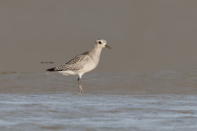 BR8A1615-Zilverplevier-Pluvialis-squatarola-Grey-Plover-Kiebitzregenpfeifer-Pluvier-argente-Chorlito-gris_1
