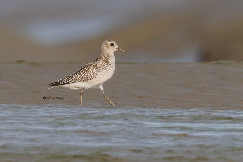 BR8A1626-Zilverplevier-Pluvialis-squatarola-Grey-Plover-Kiebitzregenpfeifer-Pluvier-argente-Chorlito-gris_1