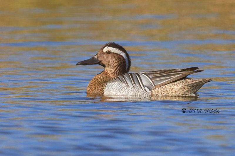 BR8A0218-Zomertaling-Spatula-querquedula-Garganey-Knakente-Sarcelle-dete-Cerceta-carretona_1