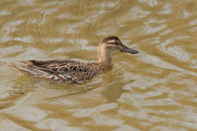 BR8A7021-Zomertaling-Spatula-querquedula-Garganey-Knakente-Sarcelle-dete-Cerceta-carretona_1