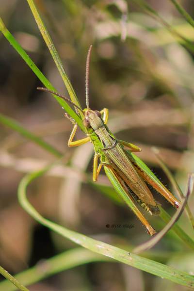 1_BR8A3370-Zompsprinkhaan-Chorthippus-montanus-Water-Meadow-Grasshopper-Sumpfgrashupfer-Le-Criquet-Palustre_1