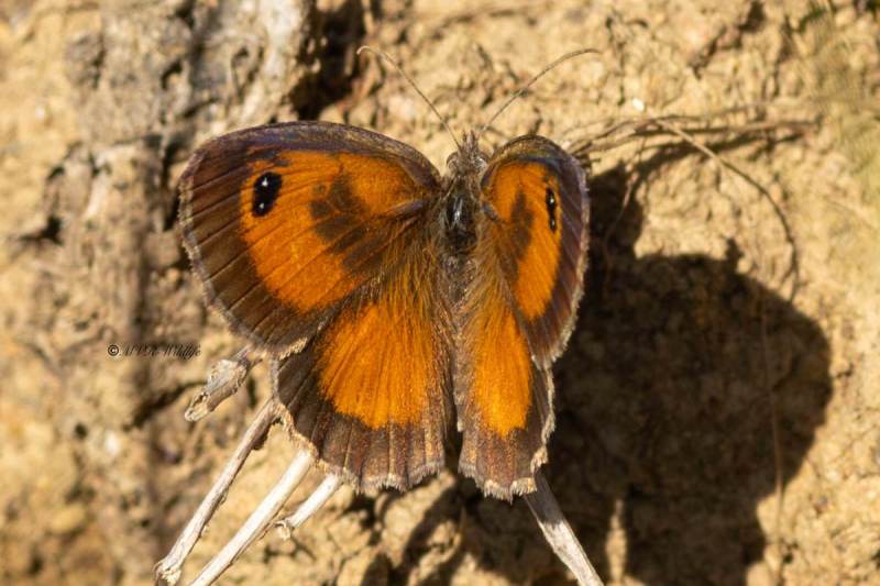 5X8A1534-Zuidelijk-oranje-zandoogje-Pyronia-cecilia-Southern-Gatekeeper-Sudliches-Ochsenauge-Ocelle-de-la-Canche-Lobito-jaspeado_1