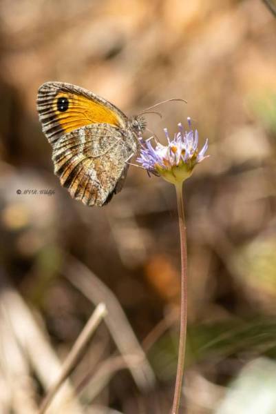 5X8A2012-Zuidelijk-oranje-zandoogje-Pyronia-cecilia-Southern-Gatekeeper-Sudliches-Ochsenauge-Ocelle-de-la-Canche-Lobito-jaspeado_1