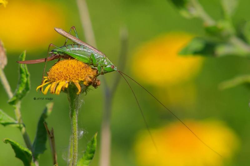 B65A7659-Zuidelijk-spitskopje-Conocephalus-fuscus-Long-winged-Conehead-Langflugelige-Schwertschrecke-Conocephale-bigarre-1_1
