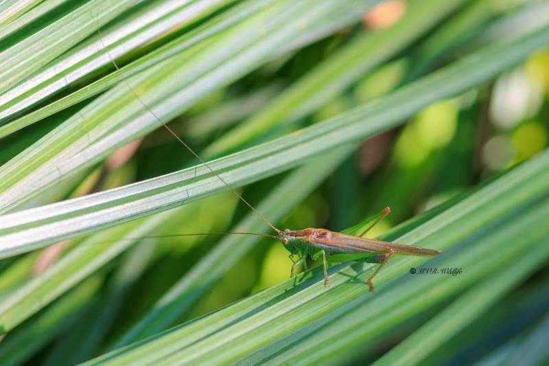 BR8A3353-Zuidelijk-spitskopje-Conocephalus-fuscus-Long-winged-Conehead-Langflugelige-Schwertschrecke-Conocephale-bigarre-1_1