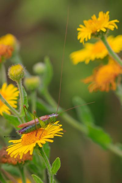BR8A4545-Zuidelijk-spitskopje-Conocephalus-fuscus-Long-winged-Conehead-Langflugelige-Schwertschrecke-Conocephale-bigarre-1_1