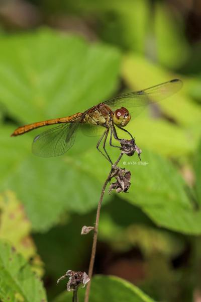 B65A3220-Zuidelijke-Heidelibel-Sempetrum-Meridionale-Southern-Darter-Sudliche-Heidelibelle-Sympetrum-meridional_1