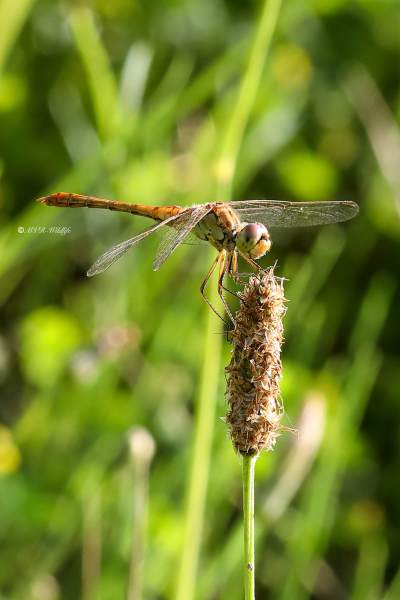 B65A6423-Zuidelijke-Heidelibel-Sempetrum-Meridionale-Southern-Darter-Sudliche-Heidelibelle-Sympetrum-meridional_1