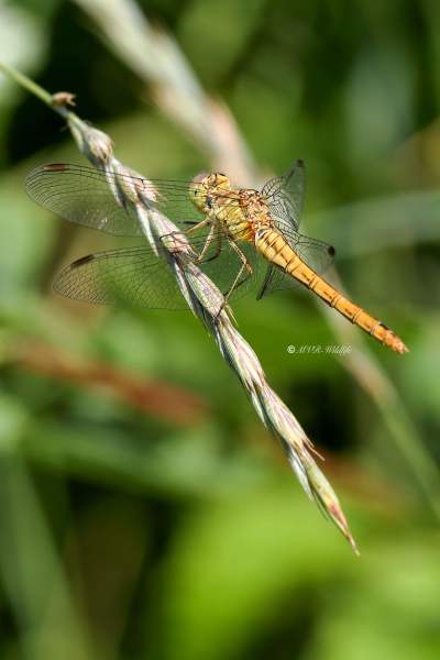 B65A6488-Zuidelijke-Heidelibel-Sempetrum-Meridionale-Southern-Darter-Sudliche-Heidelibelle-Sympetrum-meridional_1