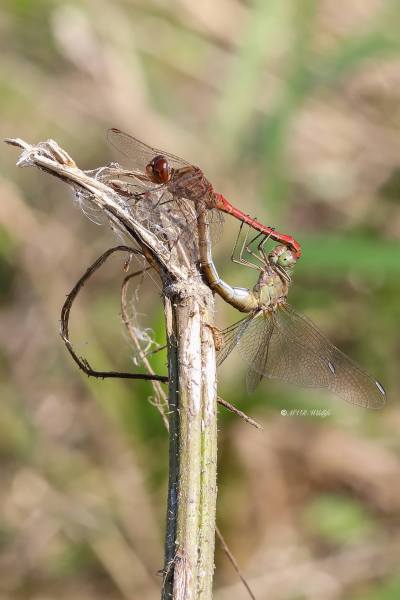 B65A7744-Zuidelijke-Heidelibel-Sempetrum-Meridionale-Southern-Darter-Sudliche-Heidelibelle-Sympetrum-meridional_1