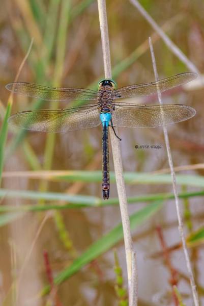 B65A6091-Zuidelijke-Keizerlibel-Anax-parthenope-Lesser-Emperor-Kleine-Konigslibelle-Anax-napolitain_1