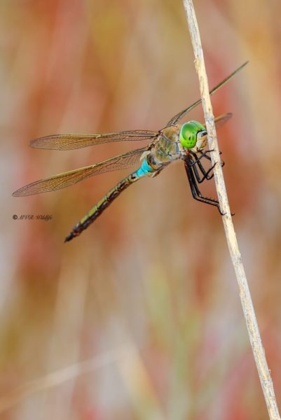 B65A6109-Zuidelijke-Keizerlibel-Anax-parthenope-Lesser-Emperor-Kleine-Konigslibelle-Anax-napolitain_1