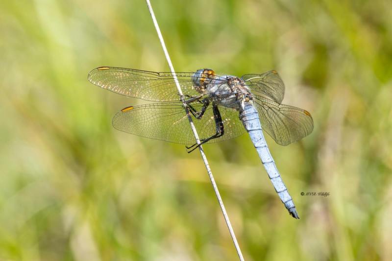 5X8A4578-Zuidelijke-oeverlibel-Orthetrum-brunneum-Southern-Skimmer-Sudlicher-Blaupfeil-Orthetrum-brun-Orthetrum-brunneum_1