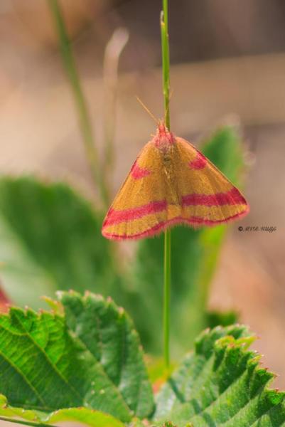 BR8A3606-Zuringspanner-Lythria-cruentaria-Purple-barred-Yellow-Ampfer-Purpurspanner-Ensanglantee-de-loseille_1