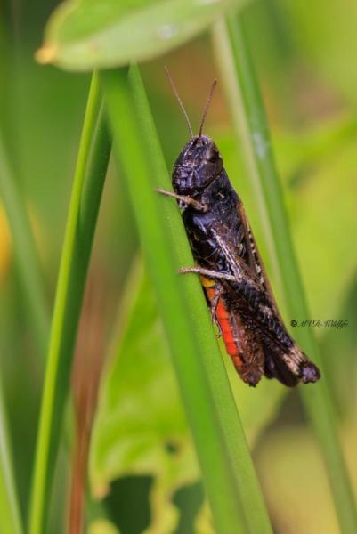 BR8A3193-Zwart-wekkertje-Omocestus-rufipes-Woodland-Grasshopper-Buntbauchiger-Grashupfer-Le-Criquet-noir-ebene_1
