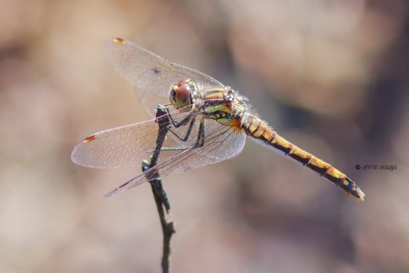 BR8A4074-Zwarte-Heidelibel-Sympetrum-danae-Black-Darter-Schwarze-Heidelibelle-Sympetrum-noir_1