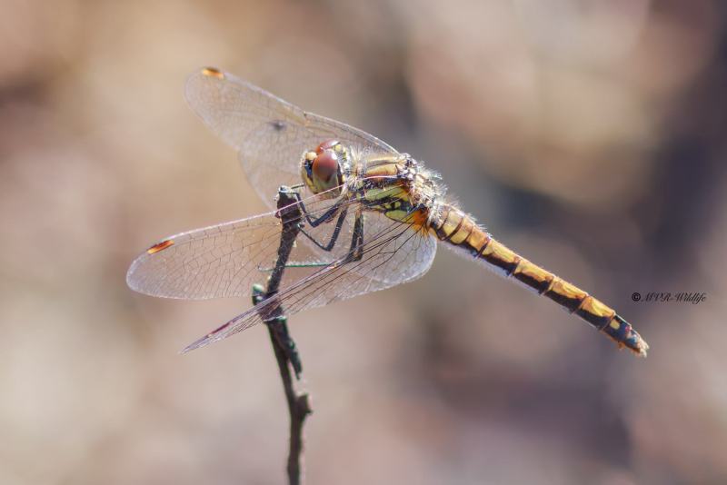 BR8A4074-Zwarte-Heidelibel-Sympetrum-danae-Black-Darter-Schwarze-Heidelibelle-Sympetrum-noir_1