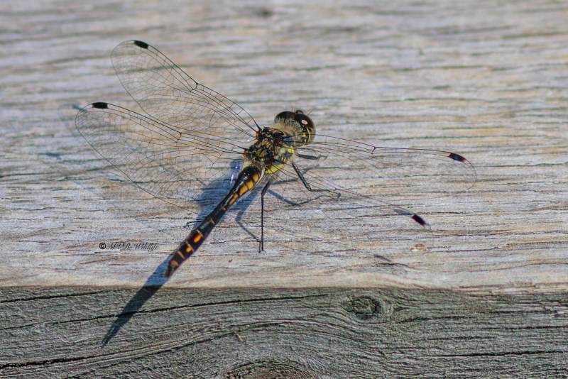 BR8A4198-Zwarte-Heidelibel-Sympetrum-danae-Black-Darter-Schwarze-Heidelibelle-Sympetrum-noir_1