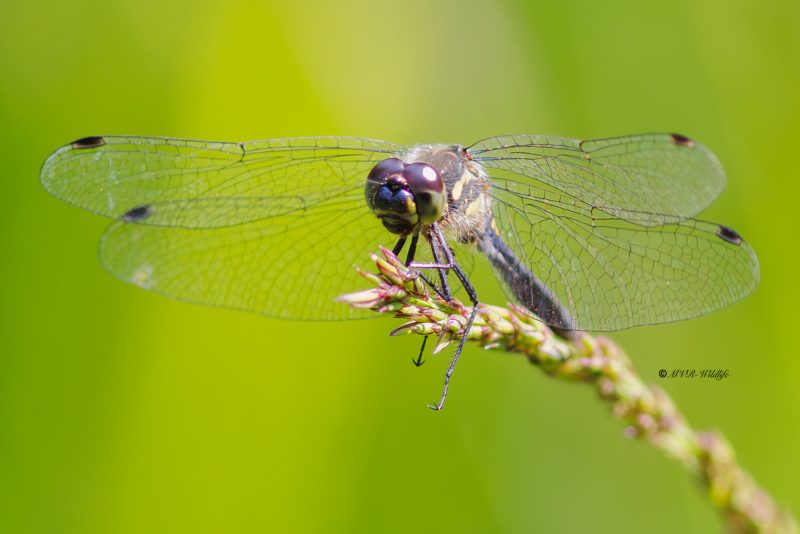 BR8A4229-Zwarte-Heidelibel-Sympetrum-danae-Black-Darter-Schwarze-Heidelibelle-Sympetrum-noir_1
