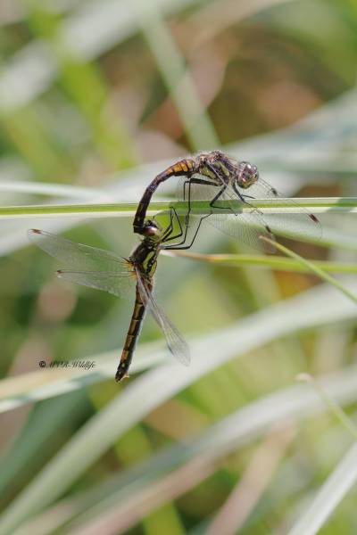 BR8A4240-Zwarte-Heidelibel-Sympetrum-danae-Black-Darter-Schwarze-Heidelibelle-Sympetrum-noir_1
