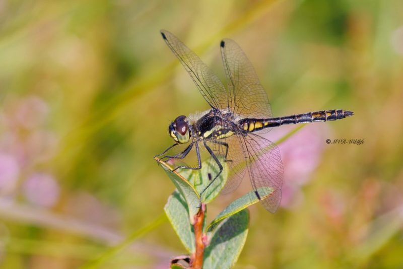 BR8A4329-Zwarte-Heidelibel-Sympetrum-danae-Black-Darter-Schwarze-Heidelibelle-Sympetrum-noir_1