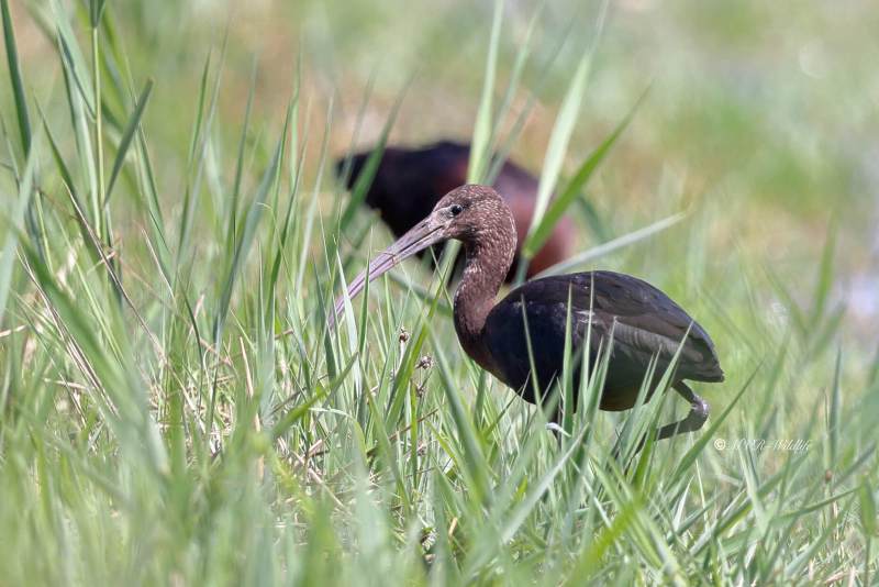 BR8A0476-Zwarte-ibis-Plegadis-falcinellus-Glossy-Ibis-Sichler-Ibis-falcinelle-Morito-comun_1