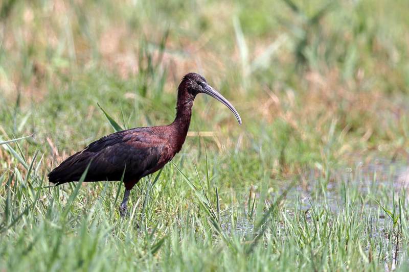BR8A0486-Zwarte-ibis-Plegadis-falcinellus-Glossy-Ibis-Sichler-Ibis-falcinelle-Morito-comun_1