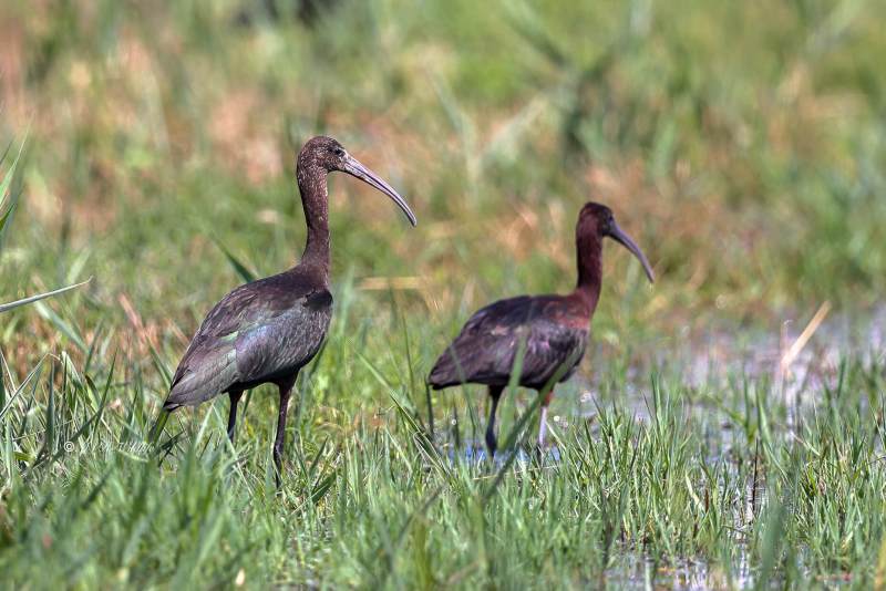 BR8A0504-Zwarte-ibis-Plegadis-falcinellus-Glossy-Ibis-Sichler-Ibis-falcinelle-Morito-comun_1