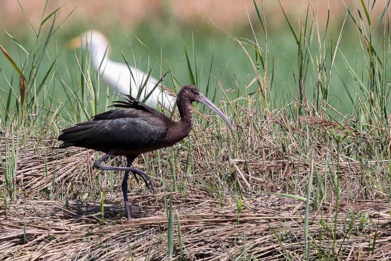 BR8A0534-Zwarte-ibis-Plegadis-falcinellus-Glossy-Ibis-Sichler-Ibis-falcinelle-Morito-comun_1