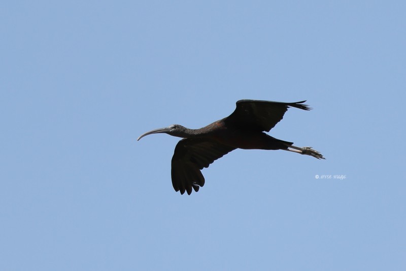 BR8A1311-Zwarte-ibis-Plegadis-falcinellus-Glossy-Ibis-Sichler-Ibis-falcinelle-Morito-comun_1