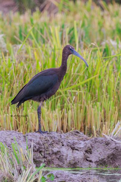 BR8A5038-Zwarte-ibis-Plegadis-falcinellus-Glossy-Ibis-Sichler-Ibis-falcinelle-Morito-comun_1