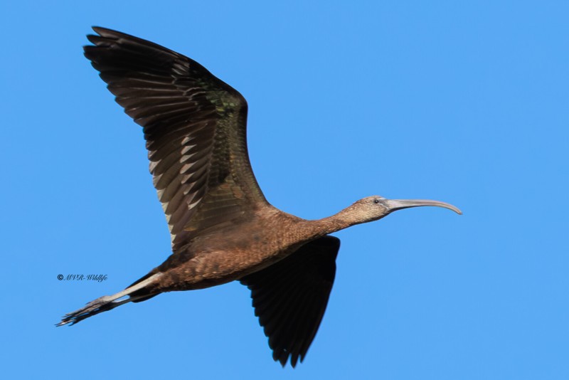 BR8A6788-Zwarte-ibis-Plegadis-falcinellus-Glossy-Ibis-Sichler-Ibis-falcinelle-Morito-comun_1