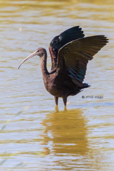 BR8A7341-Zwarte-ibis-Plegadis-falcinellus-Glossy-Ibis-Sichler-Ibis-falcinelle-Morito-comun_1