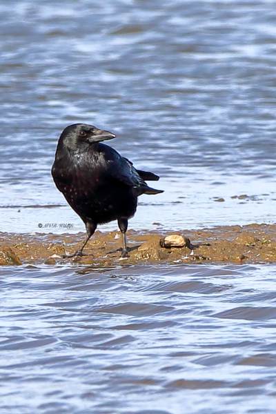 177A8820-Zwarte-Kraai-Carrion-Crow-Rabenkrahe-Corneille-Noir-Corneja-Negra_1