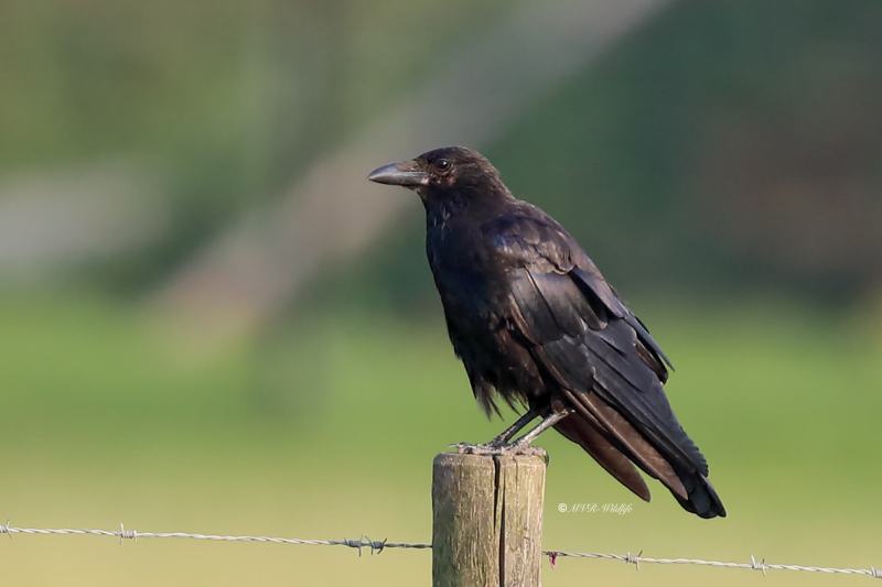 B65A2362-Zwarte-Kraai-Carrion-Crow-Rabenkrahe-Corneille-Noir-Corneja-Negra_1