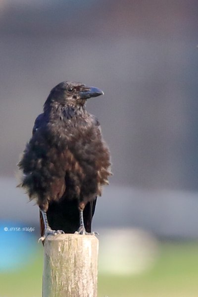 B65A2371-Zwarte-Kraai-Carrion-Crow-Rabenkrahe-Corneille-Noir-Corneja-Negra_1