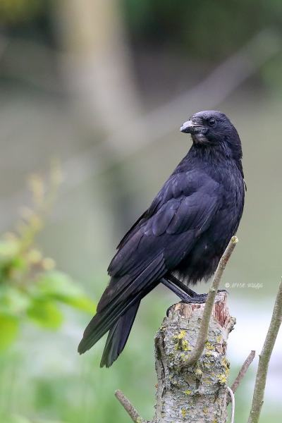 B65A2907-Zwarte-Kraai-Carrion-Crow-Rabenkrahe-Corneille-Noir-Corneja-Negra_1