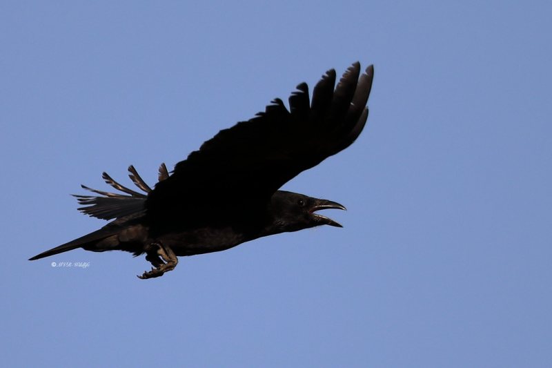 B65A4028-Zwarte-Kraai-Carrion-Crow-Rabenkrahe-Corneille-Noir-Corneja-Negra_1