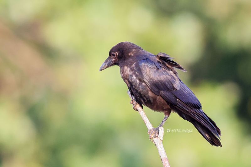 BR8A3305-Zwarte-Kraai-Carrion-Crow-Rabenkrahe-Corneille-Noir-Corneja-Negra_1