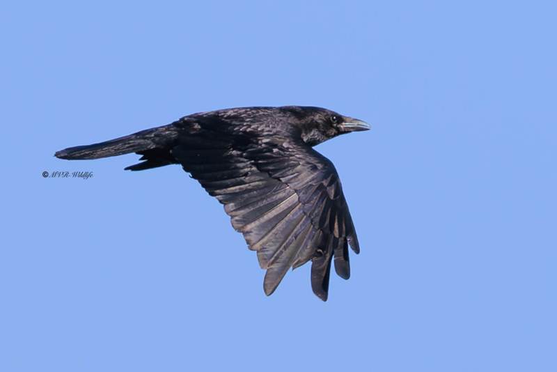 BR8A6397-Zwarte-Kraai-Carrion-Crow-Rabenkrahe-Corneille-Noir-Corneja-Negra_1