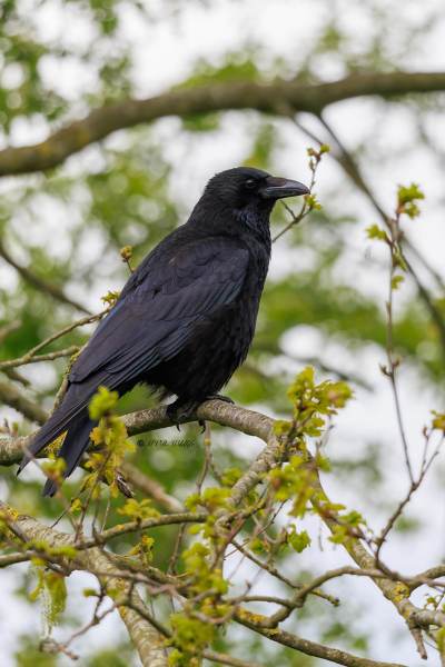 BR8A7117-Zwarte-Kraai-Carrion-Crow-Rabenkrahe-Corneille-Noir-Corneja-Negra_1