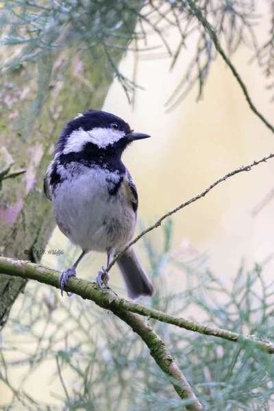 BR8A3617-Zwarte-Mees-Coal-Tit-Tannenmeise-Mesange-noire-Carbonero-garrapinos_1